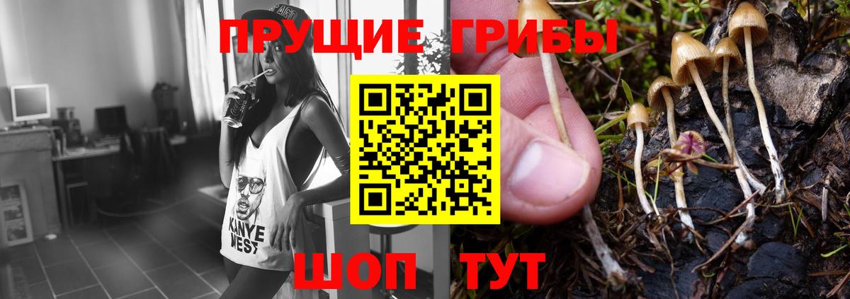 Галлюциногенные грибы Psilocybine cubensis Армавир